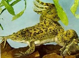 afrikanischer Krallenfrosch (Xenopus laevis)